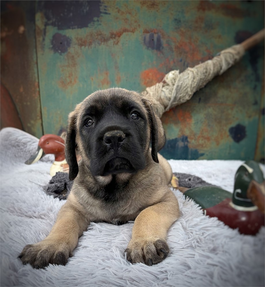 Toad, Boy, English Mastiff