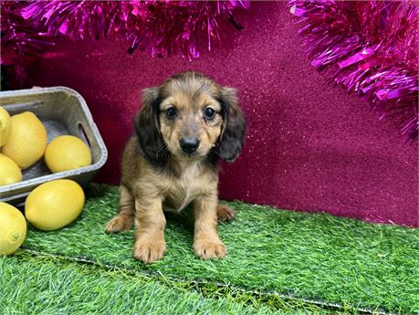 2.1lb Female Miniature Dachshund