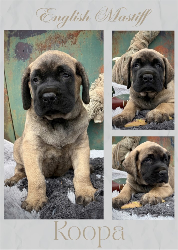 Koopa, Boy, English Mastiff