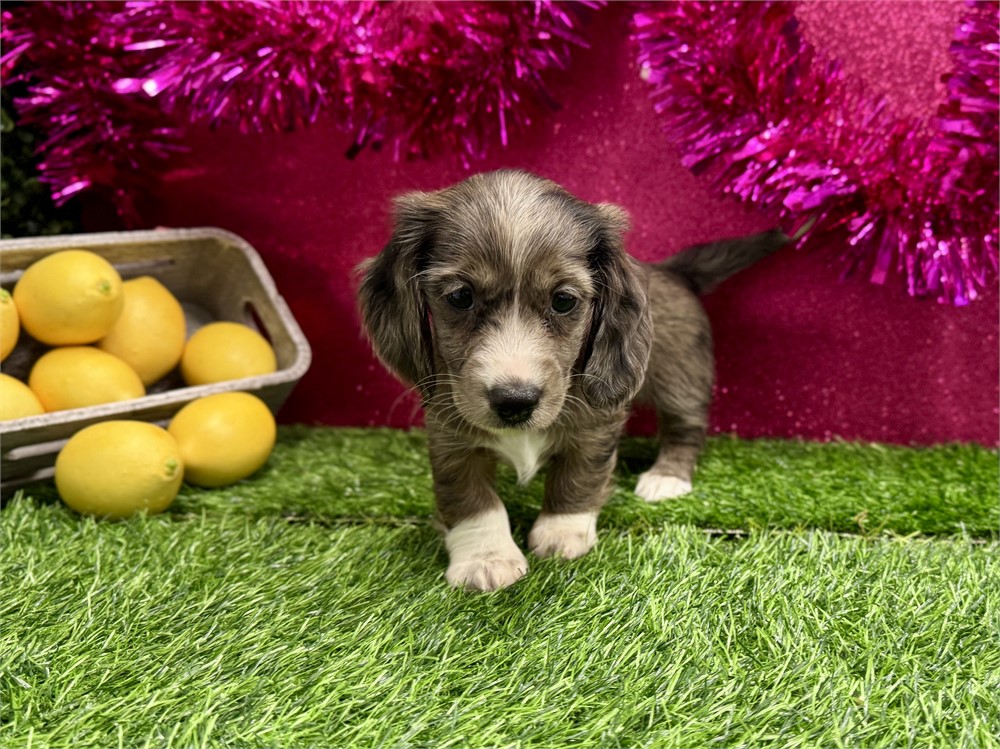 2.11 Female miniature dachshund