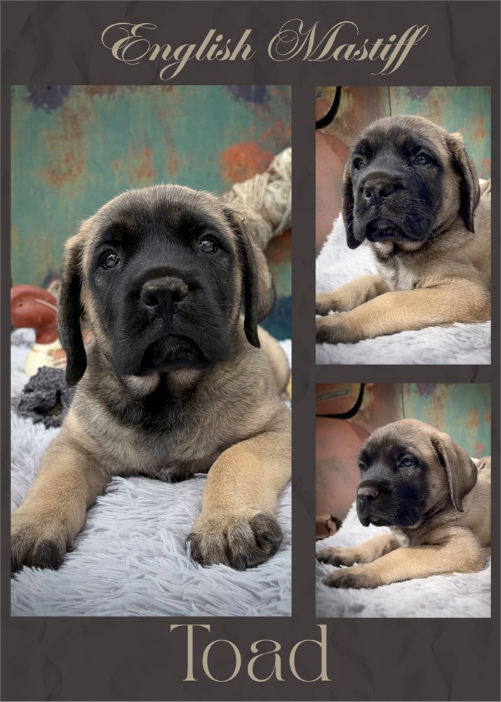 Toad, Boy, English Mastiff