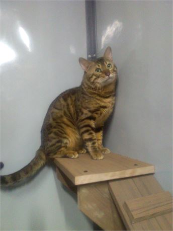 Breeding Age Bengal Boy