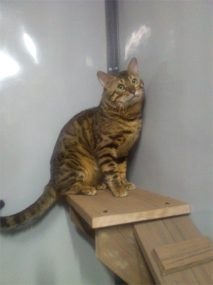 Breeding Age Bengal Boy