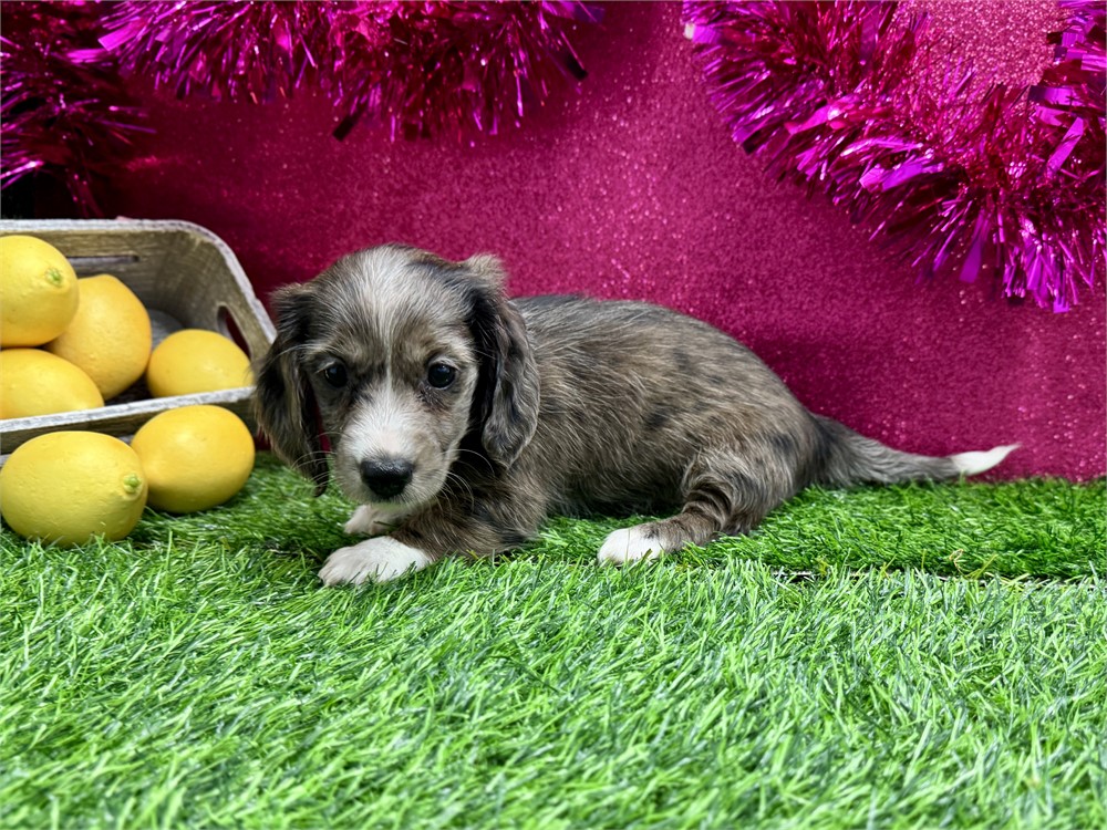 2.11 Female miniature dachshund