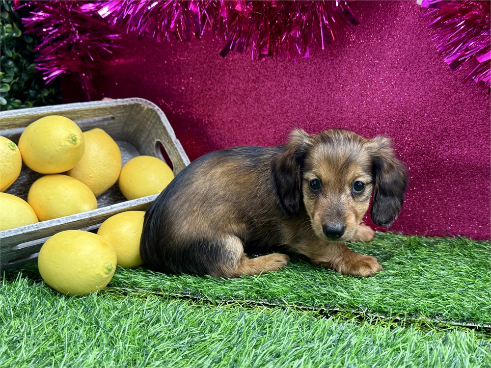 2.1lb Female Miniature Dachshund