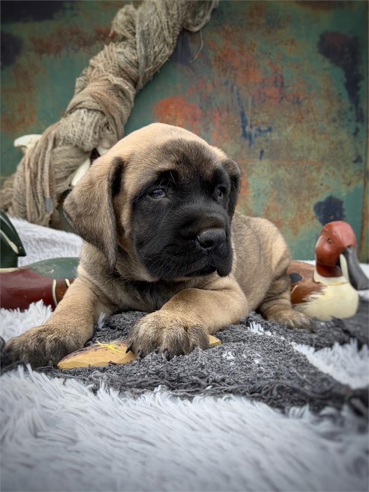Koopa, Boy, English Mastiff