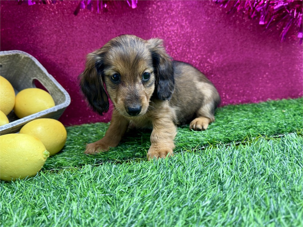 2.1lb Female Miniature Dachshund
