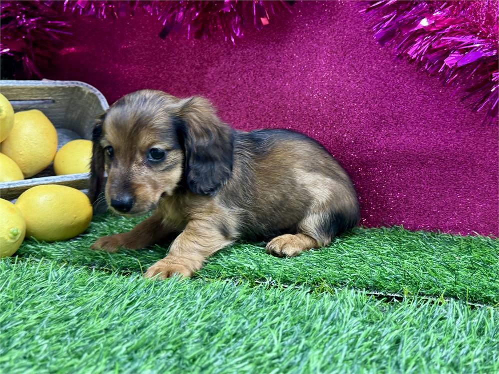 2.1lb Female Miniature Dachshund