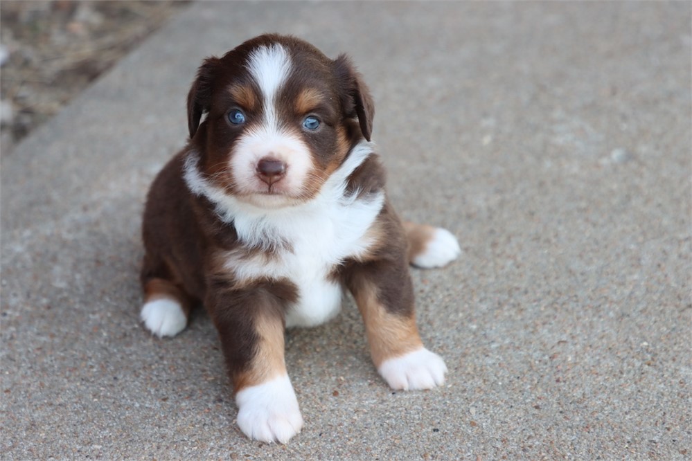 USDA CLEAN * ASDR MINI AUSSIE