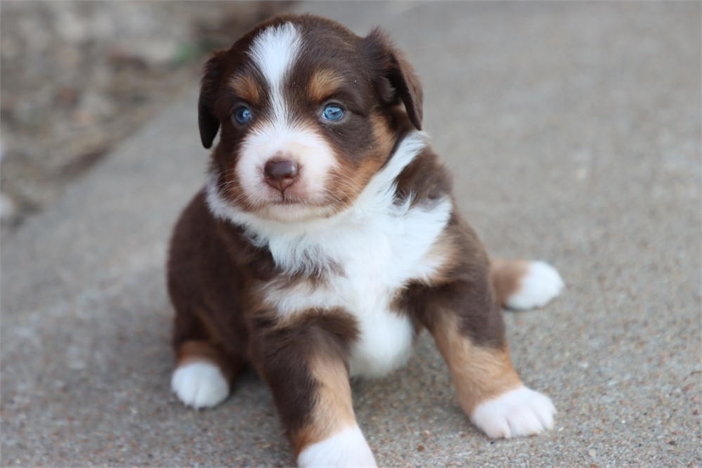 USDA CLEAN * ASDR MINI AUSSIE
