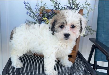 Adorable Female ShihPoo Rhoda