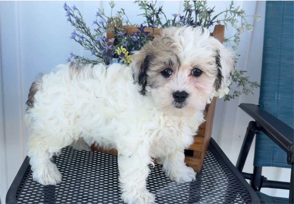 Adorable Female ShihPoo Rhoda