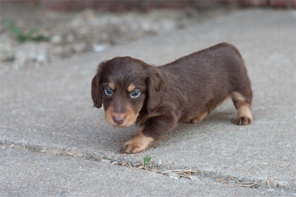 USDA CLEAN * AKC REG MINI LONGHAIR DACHSHUND