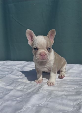 French bulldog