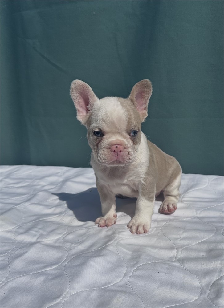 French bulldog