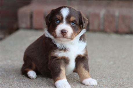 USDA CLEAN * ASDR MINI AUSSIE