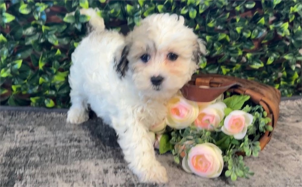 Adorable Female ShihPoo Rhoda