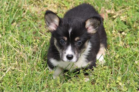 Tri Male