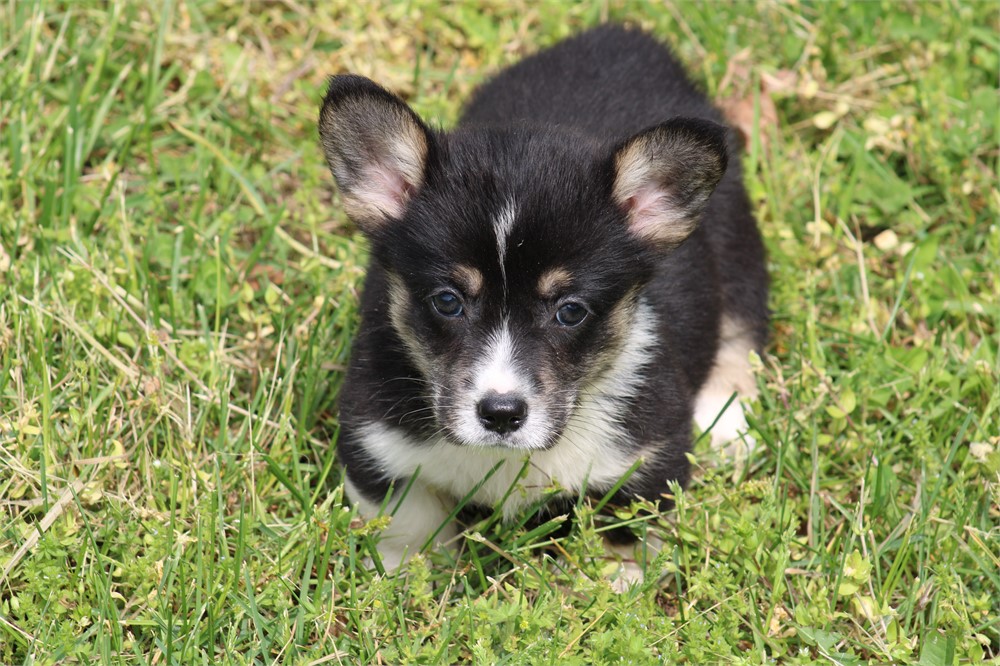 Tri Male