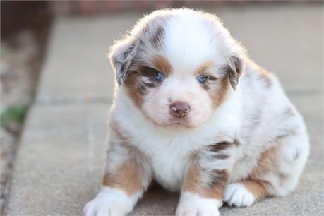USDA CLEAN * ASDR MINI AUSSIE