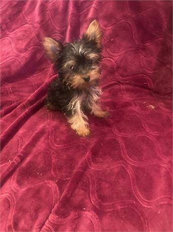 Female Yorkshire Terrier