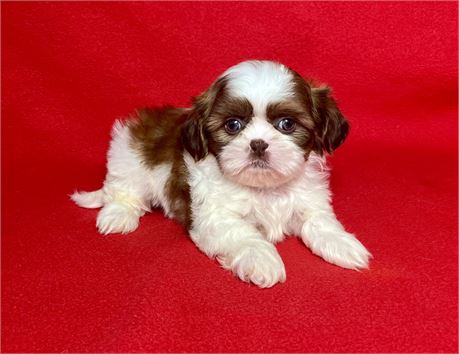 Shihtzu Male