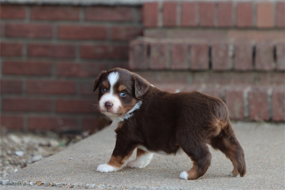 USDA CLEAN * ASDR MINI AUSSIE