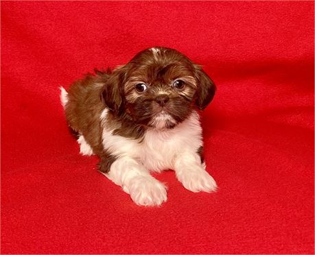 Shihtzu Female 2