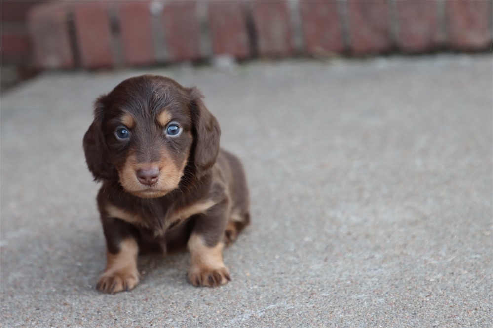 USDA CLEAN * AKC REG MINI LONGHAIR DACHSHUND