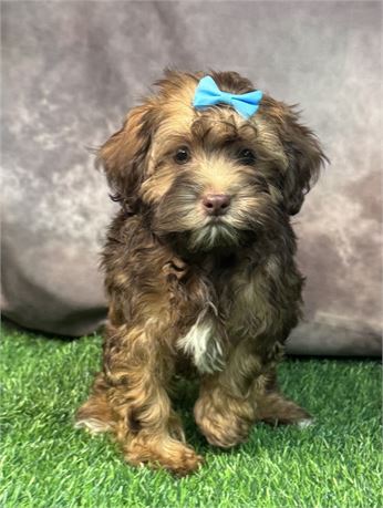 Beautiful Female Havapoo, chocolate sable
