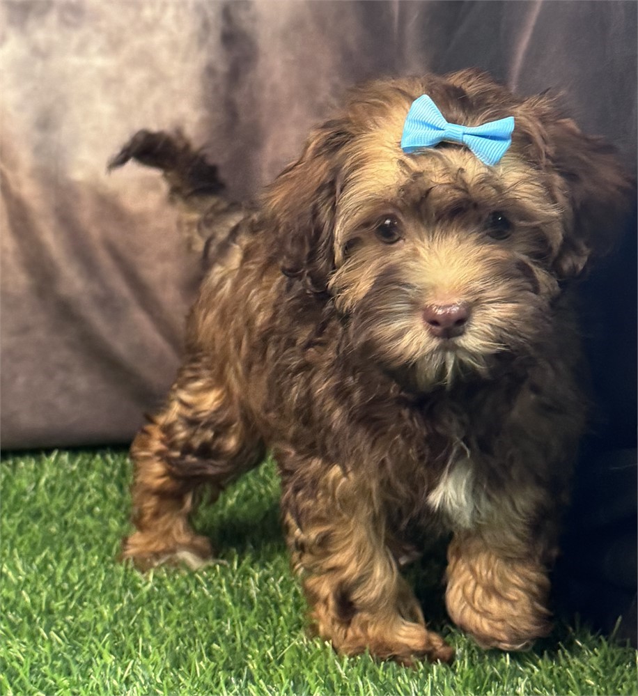 Beautiful Female Havapoo, chocolate sable
