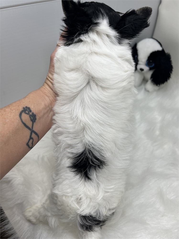 Max