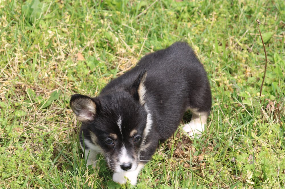 Tri Male