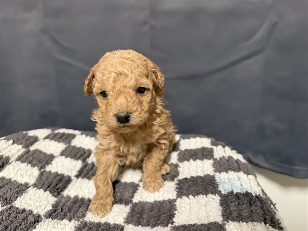 MINI GOLDENDOODLE MALE