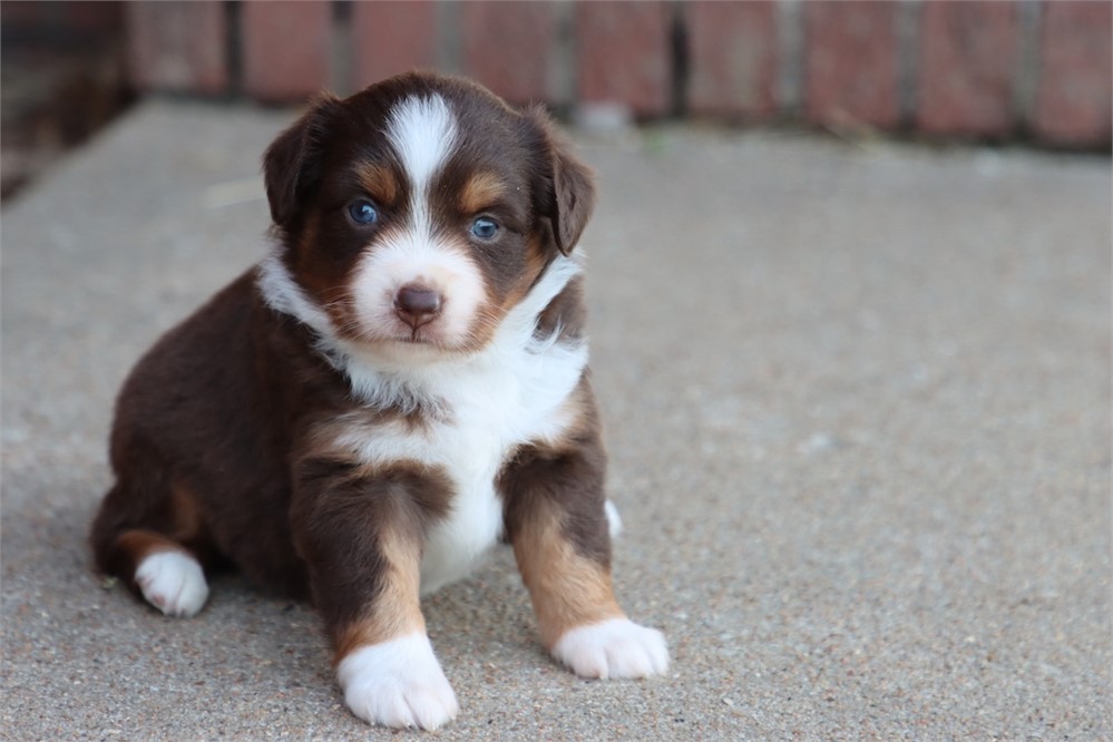 USDA CLEAN * ASDR MINI AUSSIE