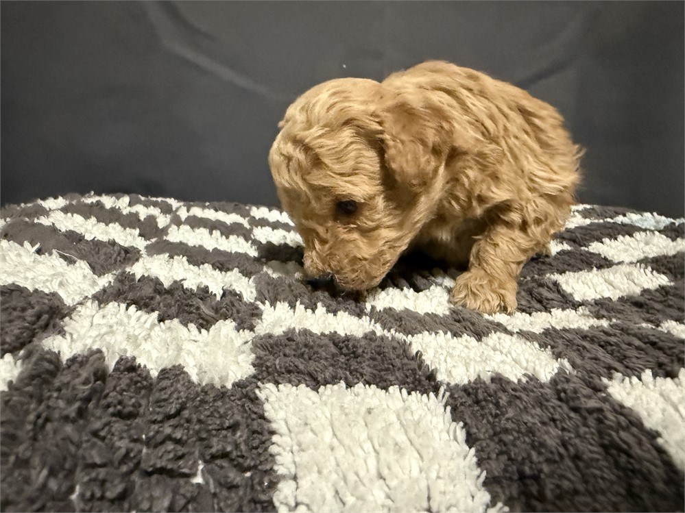 MINI GOLDENDOODLE MALE