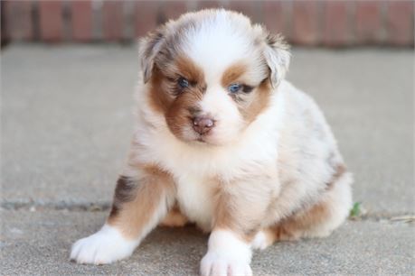 USDA CLEAN * ASDR MINI AUSSIE