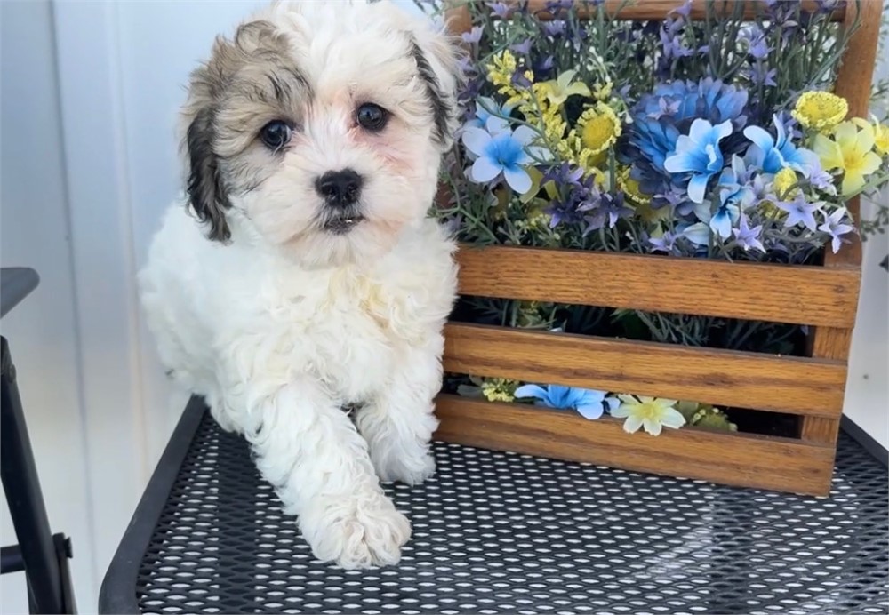 Adorable Female ShihPoo Rhoda