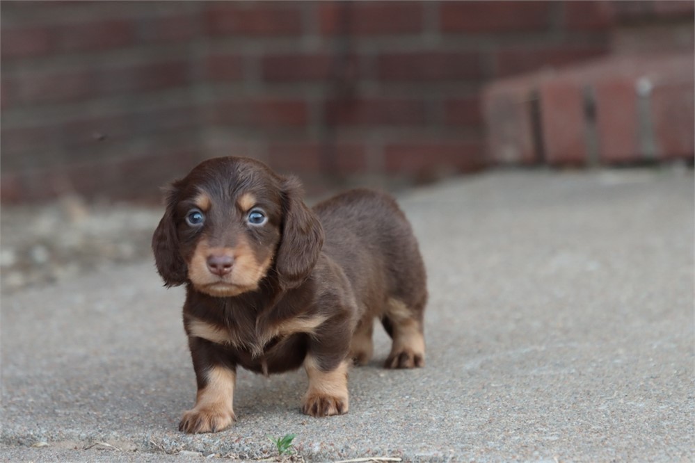 USDA CLEAN * AKC REG MINI LONGHAIR DACHSHUND