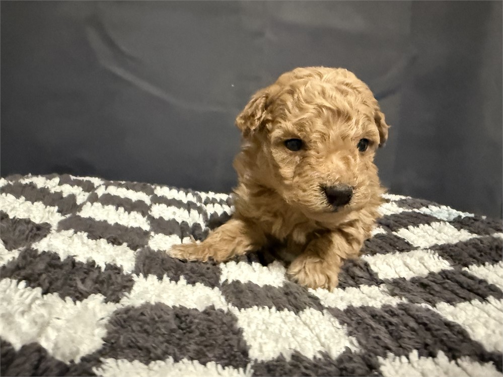 MINI GOLDENDOODLE MALE