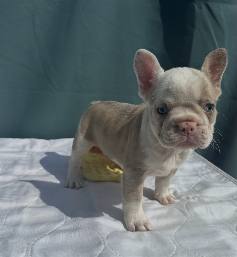 French bulldog