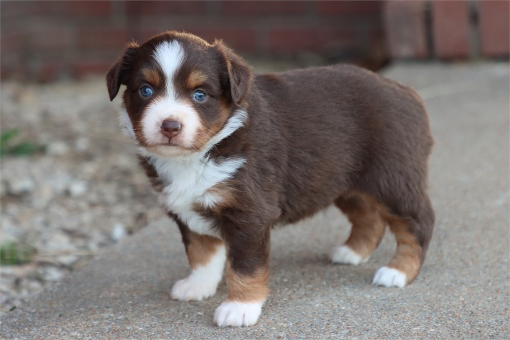 USDA CLEAN * ASDR MINI AUSSIE