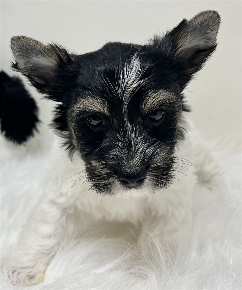 Max