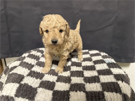 MINI GOLDENDOODLE MALE