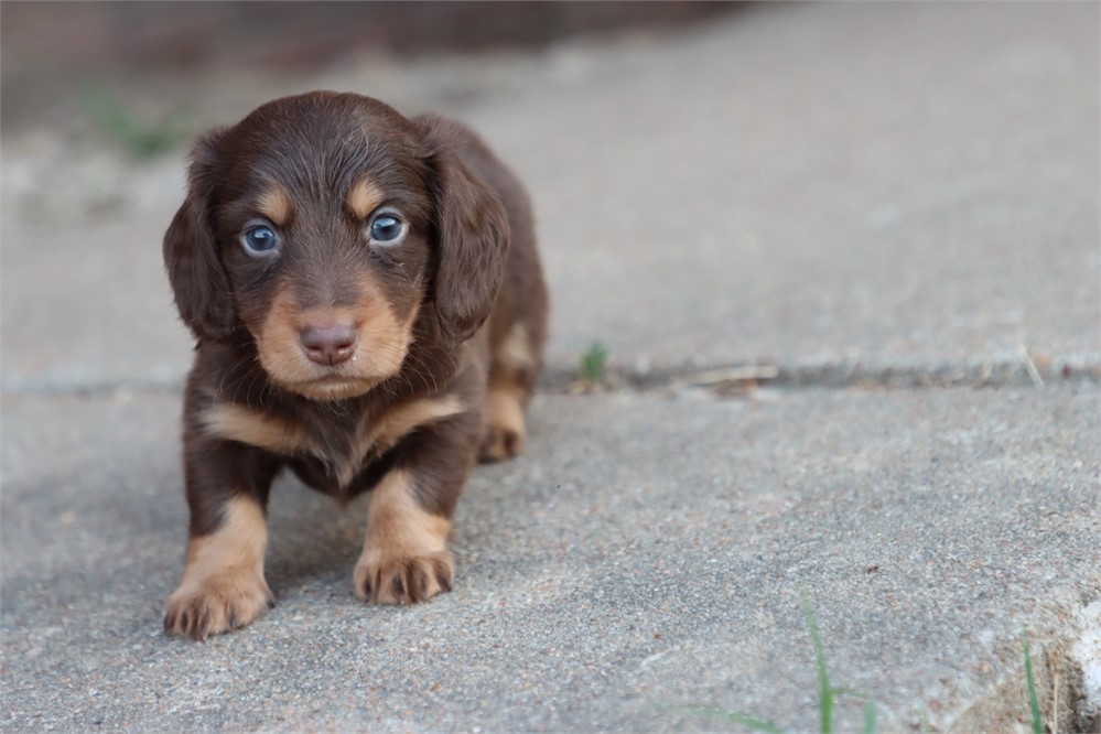 USDA CLEAN * AKC REG MINI LONGHAIR DACHSHUND