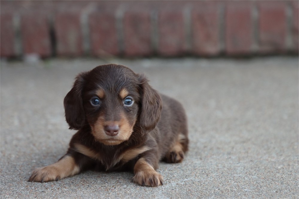 USDA CLEAN * AKC REG MINI LONGHAIR DACHSHUND