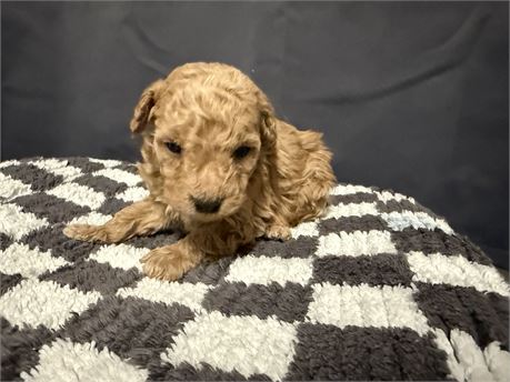 MINI GOLDENDOODLE MALE