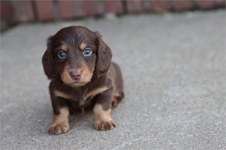 USDA CLEAN * AKC REG MINI LONGHAIR DACHSHUND