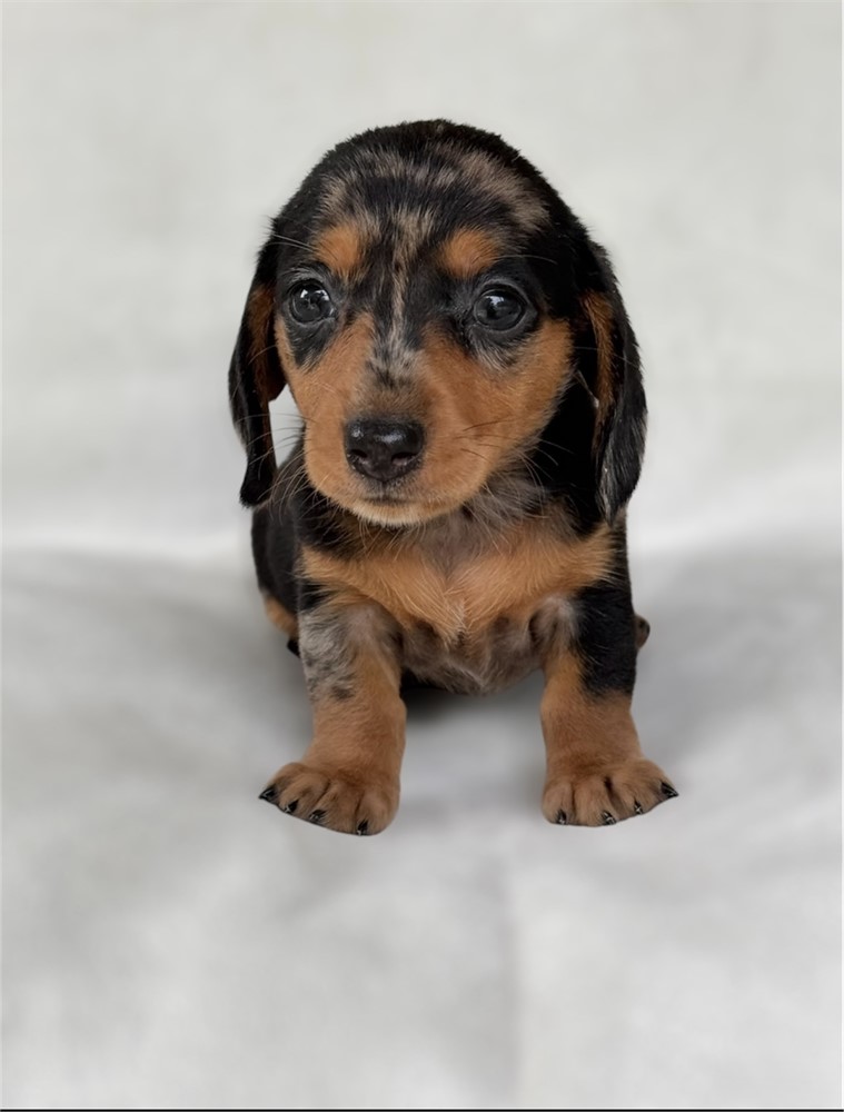 Miniature dachshund  dapple