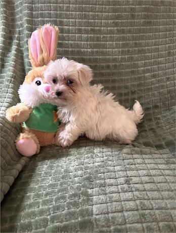 Tiny Maltese